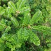 Fraser Fir (Abies Fraseri) 50 seeds