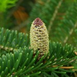 Fraser Fir (Abies Fraseri) 100 seeds