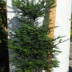 Fraser Fir (Abies Fraseri) 10 seeds