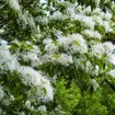 Chinese Fringetree (Chionanthus Retusus) 5 seeds