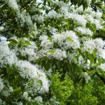 Chinese Fringetree (Chionanthus Retusus) 5 seeds