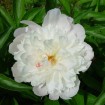 Garden Peony (Paeonia Lactiflora) 5 seeds