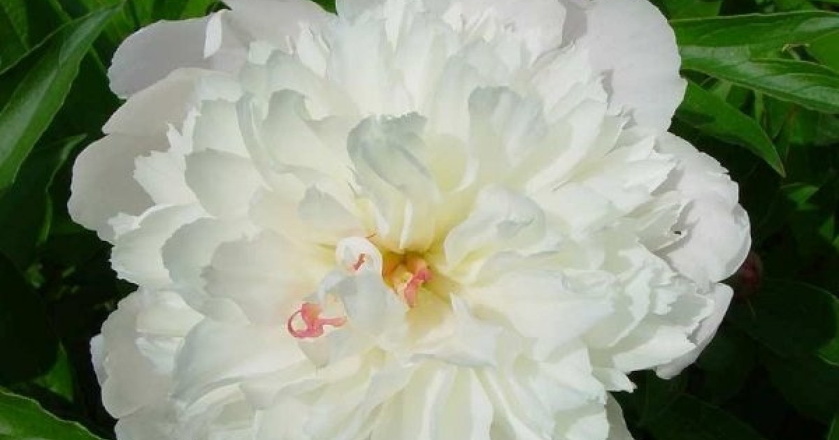 Paeonia lactiflora　2点おまとめ Paeonia lactiflora 'Festiva Maxima' (Peony) – Fieldstone