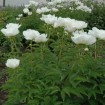 Garden Peony (Paeonia Lactiflora) 10 seeds