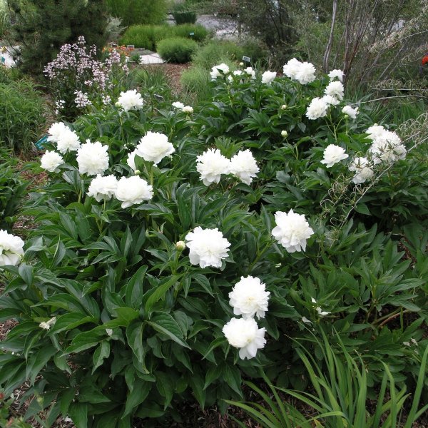 Buy Garden Peony (Paeonia Lactiflora) 5+ seeds online :: Seeds