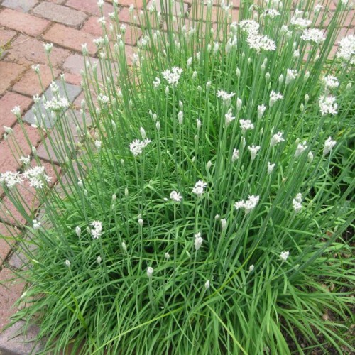 Garlic Chives (Allium Tuberosum) 100 seeds