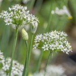 Garlic Chives (Allium Tuberosum) 100 seeds