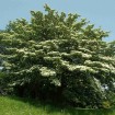 Giant Dogwood (Cornus Controversa) 2 seeds