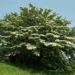 Giant Dogwood (Cornus Controversa) 10 seeds