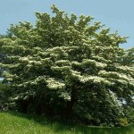 Giant Dogwood (Cornus Controversa) 5 seeds