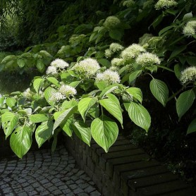 Giant Dogwood (Cornus Controversa) 10 seeds Giant Dogwood (Cornus Controversa) 10 seeds