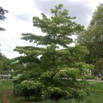 Giant Dogwood (Cornus Controversa) 2 seeds