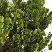 Giant Sequoia (Sequoiadendron Giganteum) 5 seeds