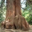 Giant Sequoia (Sequoiadendron Giganteum) 5 seeds