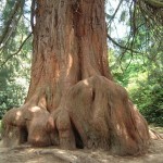 Giant Sequoia (Sequoiadendron Giganteum) 15 seeds