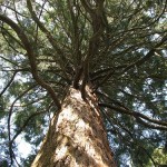 Giant Sequoia (Sequoiadendron Giganteum) 5 seeds