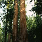 Giant Sequoia (Sequoiadendron Giganteum) 5 seeds