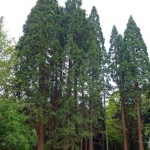 Giant Sequoia (Sequoiadendron Giganteum) 15 seeds