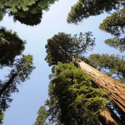 Giant Sequoia (Sequoiadendron Giganteum) 15 seeds