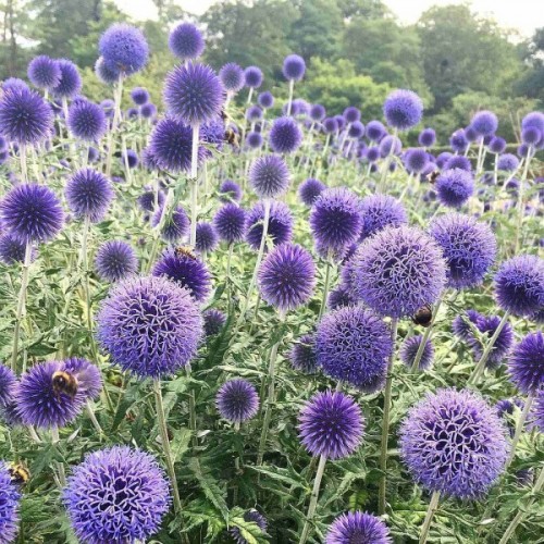 Globe Thistle (Echinops Ritro) 20 seeds