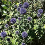 Globe Thistle (Echinops Ritro) 50 seeds