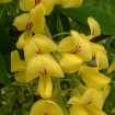 Golden Chain tree (Laburnum Anagyroides) 25 seeds