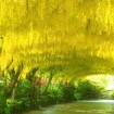 Golden Chain tree (Laburnum Anagyroides) 15 seeds