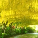 Golden Chain tree (Laburnum Anagyroides) 100 seeds