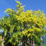 Golden Chain tree (Laburnum Anagyroides) 10 seeds