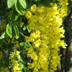 Golden Chain tree (Laburnum Anagyroides) 10 seeds