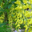 Golden Chain tree (Laburnum Anagyroides) 100 seeds