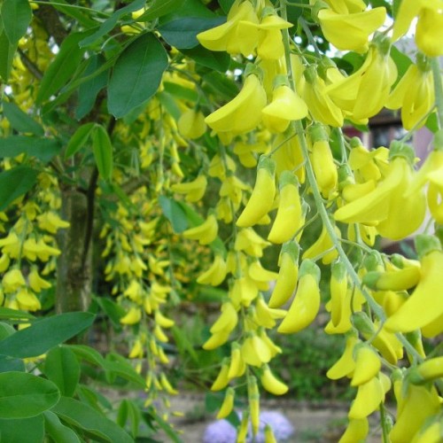 Golden Chain tree (Laburnum Anagyroides) 15 seeds