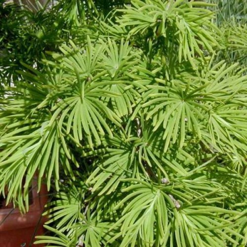 Golden Larch (Pseudolarix Amabilis) 10 seeds