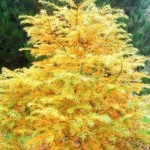 Golden Larch (Pseudolarix Amabilis) 10 seeds