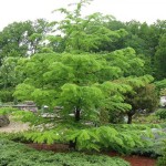 Golden Larch (Pseudolarix Amabilis) 10 seeds