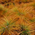 Golden Larch (Pseudolarix Amabilis) 10 seeds