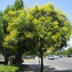 Golden Rain Tree (Koelreuteria Paniculata) 50 seeds