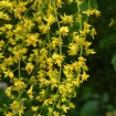 Golden Rain Tree (Koelreuteria Paniculata) 50 seeds