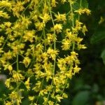 Golden Rain Tree (Koelreuteria Paniculata) 20 seeds