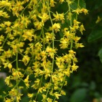 Golden Rain Tree (Koelreuteria Paniculata) 30 seeds