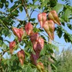 Golden Rain Tree (Koelreuteria Paniculata) 30 seeds