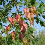 Golden Rain Tree (Koelreuteria Paniculata) 50 seeds