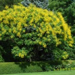 Golden Rain Tree (Koelreuteria Paniculata) 30 seeds