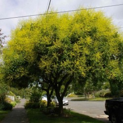 Golden Rain Tree (Koelreuteria Paniculata) 10 seeds