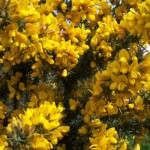 Gorse (Ulex Europaeus) 25 seeds