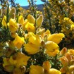 Gorse (Ulex Europaeus) 25 seeds