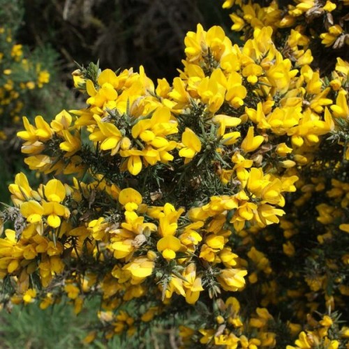 Gorse (Ulex Europaeus) 10 seeds