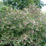 Gray Dogwood (Cornus Racemosa) 5 seeds