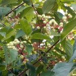 Gray Dogwood (Cornus Racemosa) 5 seeds