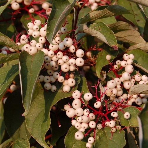 Gray Dogwood (Cornus Racemosa) 5 seeds